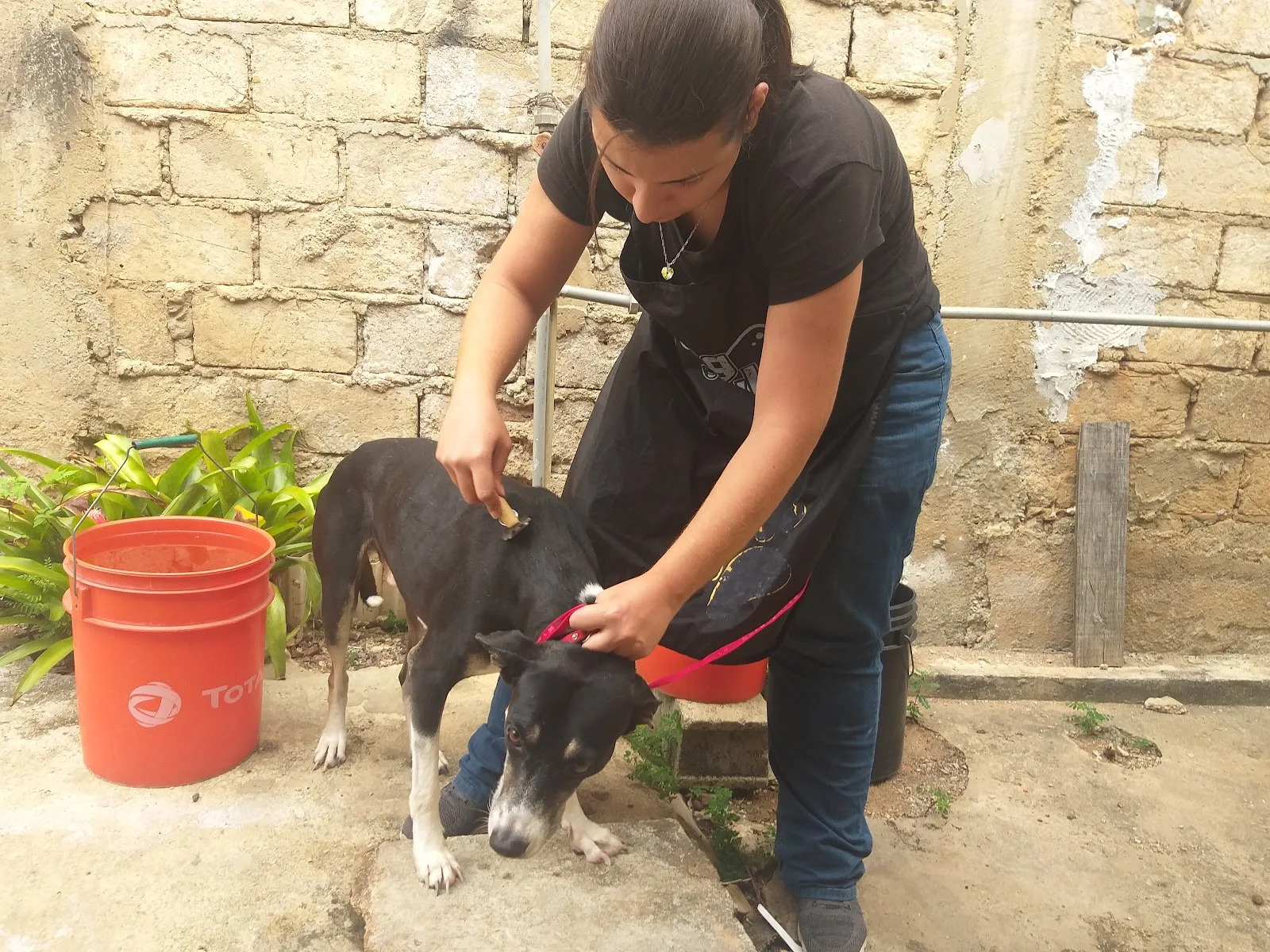 Camaleón Style Pet Grooming & Spa - Foto 2 | Guía Margarita