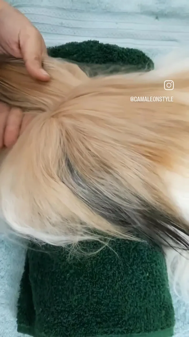 Camaleón Style Pet Grooming & Spa - Foto 3 | Guía Margarita