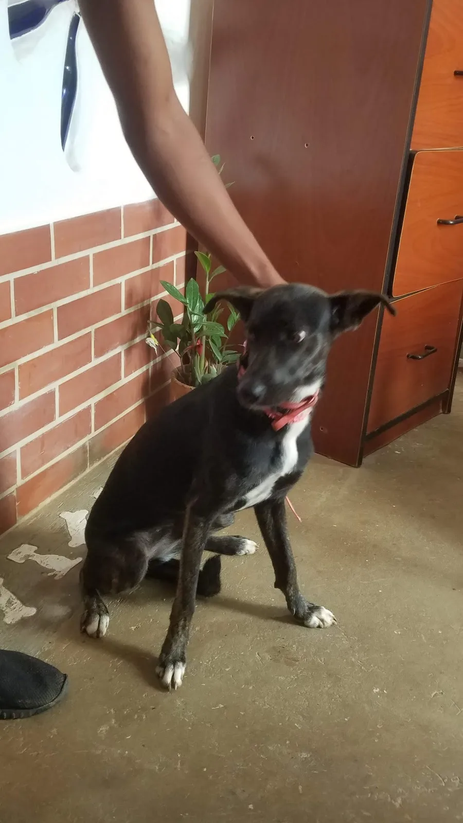 Centro Médico Veterinario Falcón - Foto 2 | Guía Margarita
