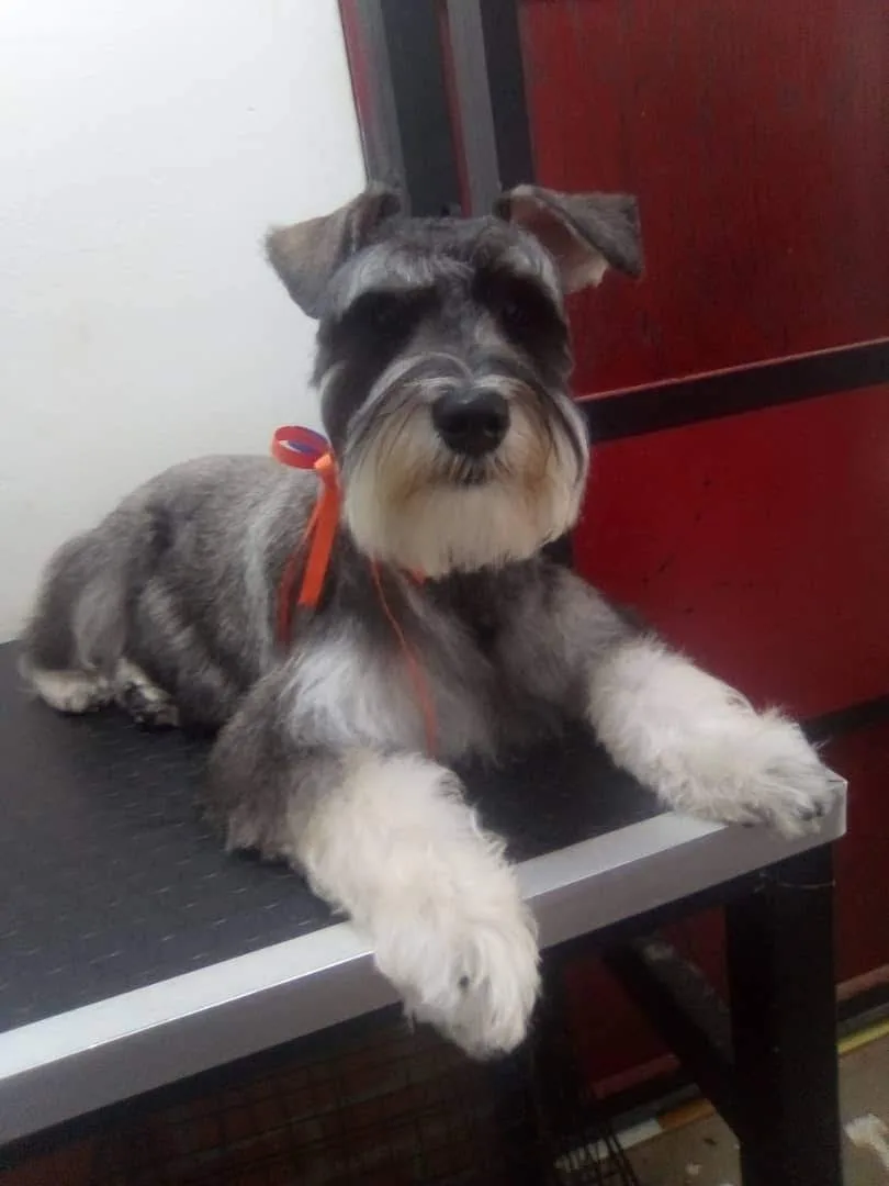 Centro Médico Veterinario Falcón - Foto 3 | Guía Margarita