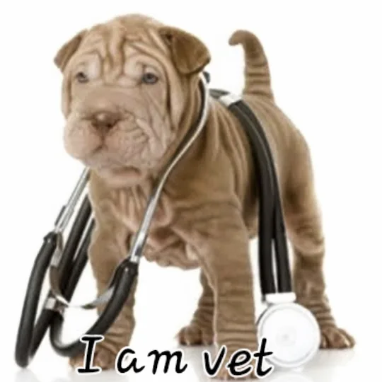 Consultorio Veterinario