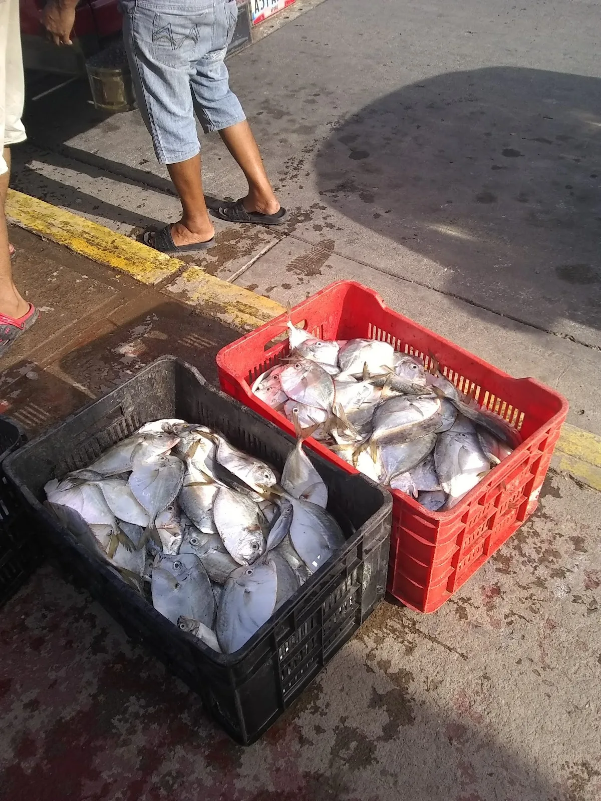 Frutería y Pescadería LCM - Foto 3 | Guía Margarita
