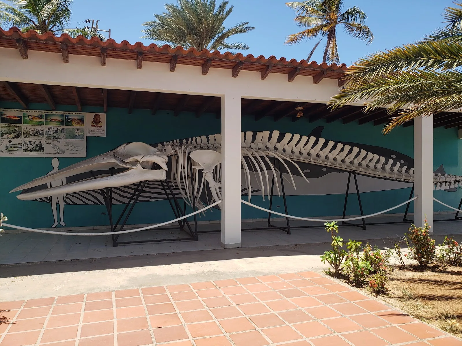 Museo Marino de Margarita - Foto 3 | Guía Margarita