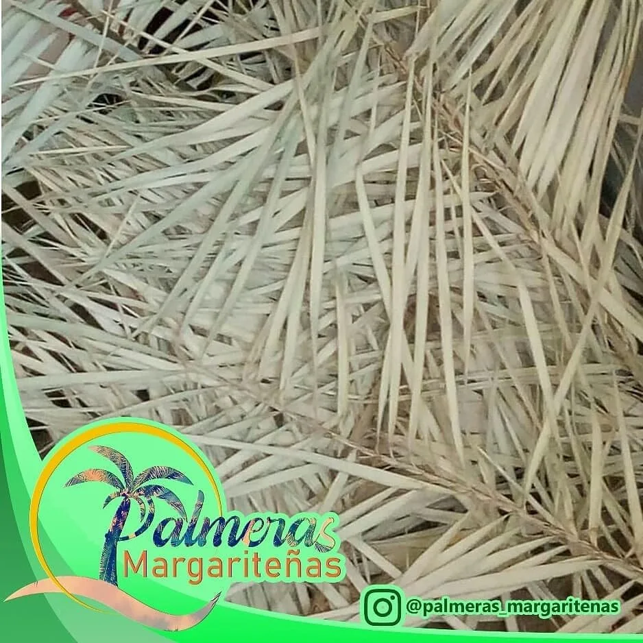 Palmeras Margariteñas