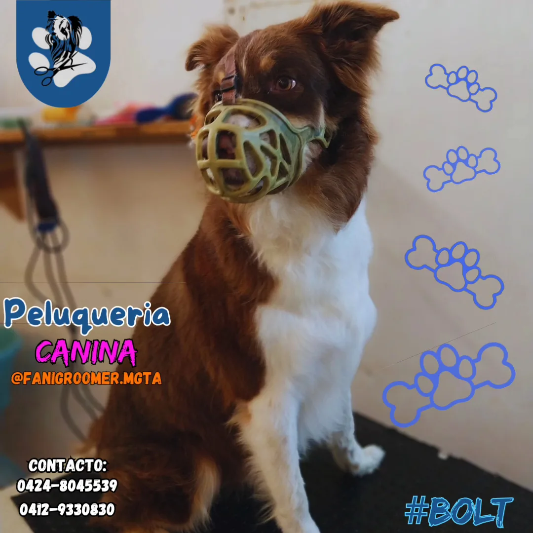 Peluquería Canina Fanigroomer (Margarita) - Foto 3 | Guía Margarita