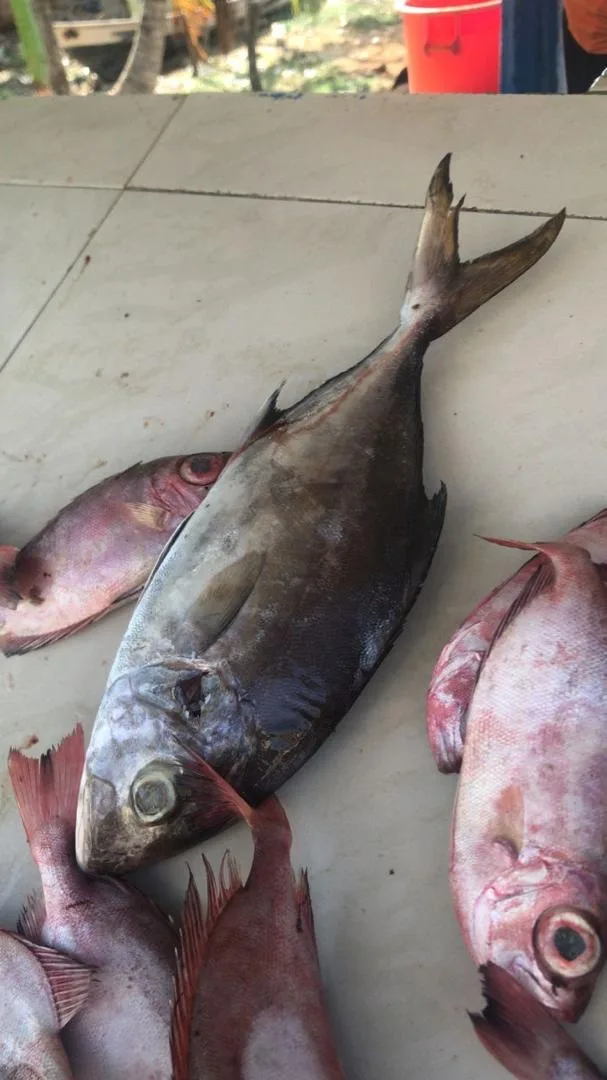 Pescadería Don Chicho