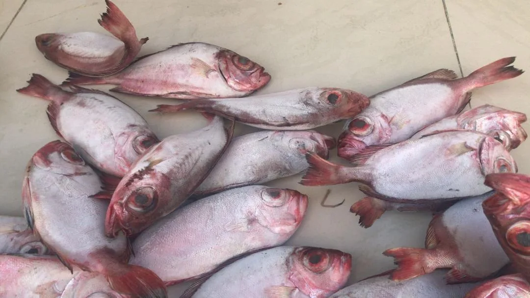 Pescadería Don Chicho - Foto 3 | Guía Margarita