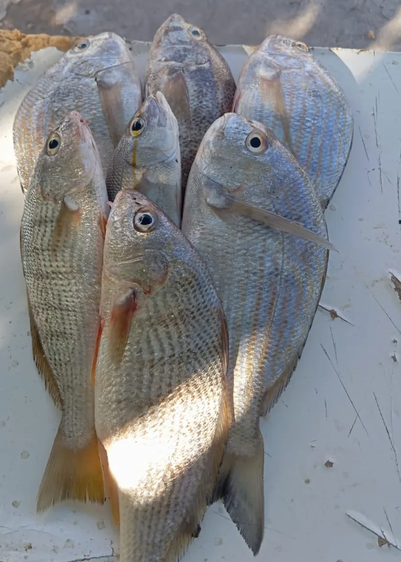 Sr. Pescado Fresco