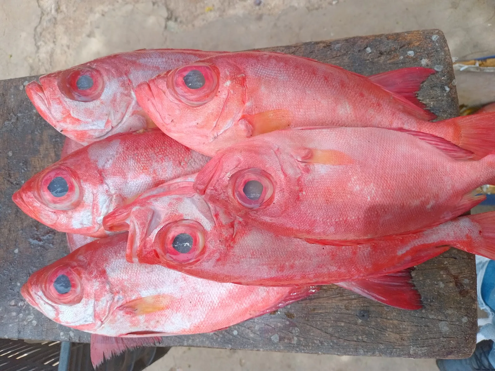 Sr. Pescado Fresco - Foto 3 | Guía Margarita