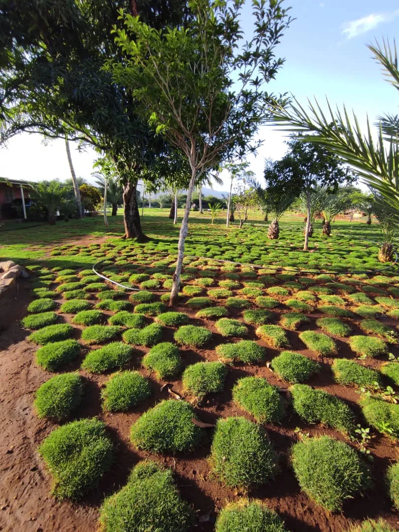 Venta de Grama Manuel Marín - Foto 2 | Guía Margarita