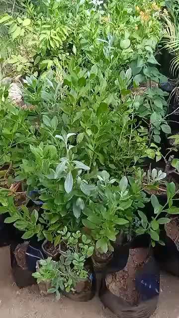Vivero El Abuelo