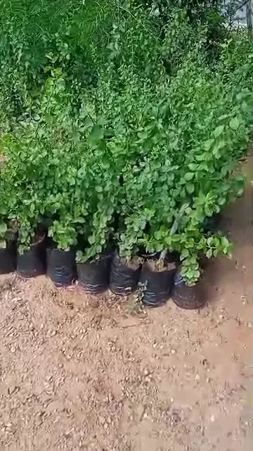 Vivero El Abuelo - Foto 2 | Guía Margarita