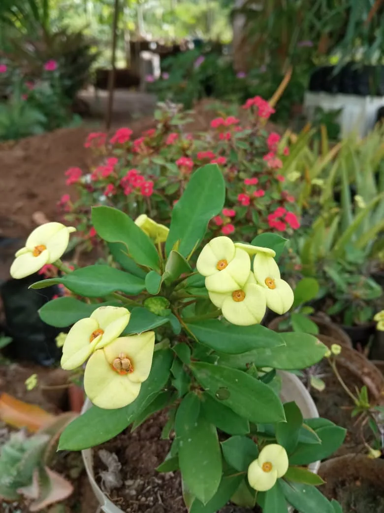 Vivero Primavera - Foto 3 | Guía Margarita